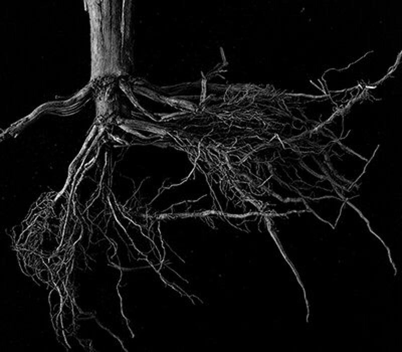 schwarz-weiß-Fotografie eines Wurzelgeflechts vor einem schwarzen Hintergrund.